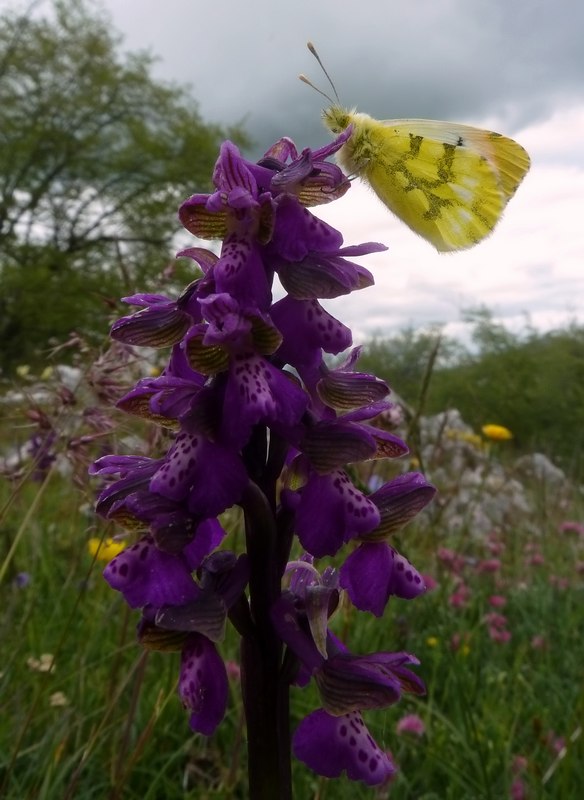 Farfalle e orchidee